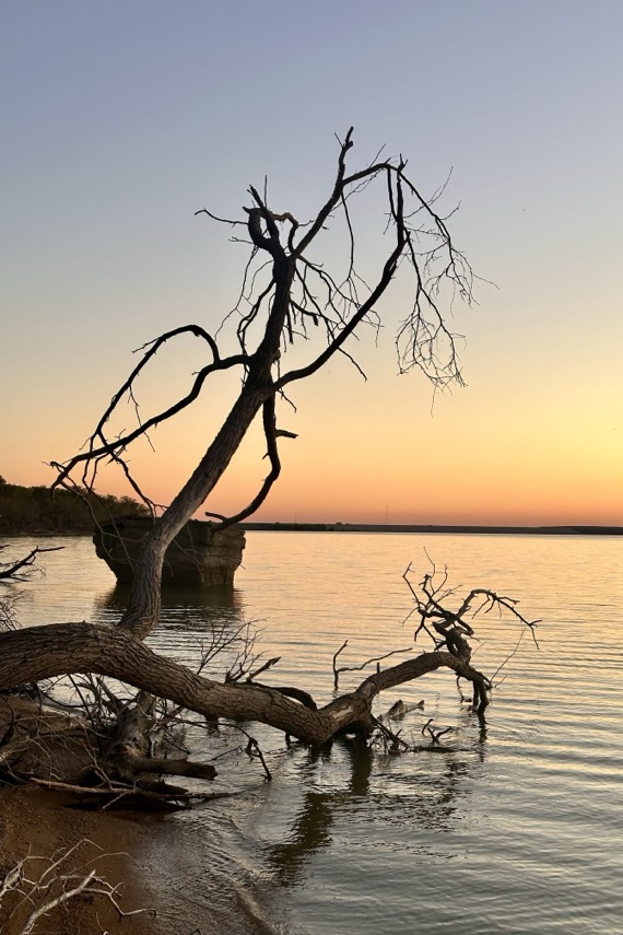 A bare tree leaning over a calm lake at sunset, its branches reaching into the water, at Stewart Creek Park.